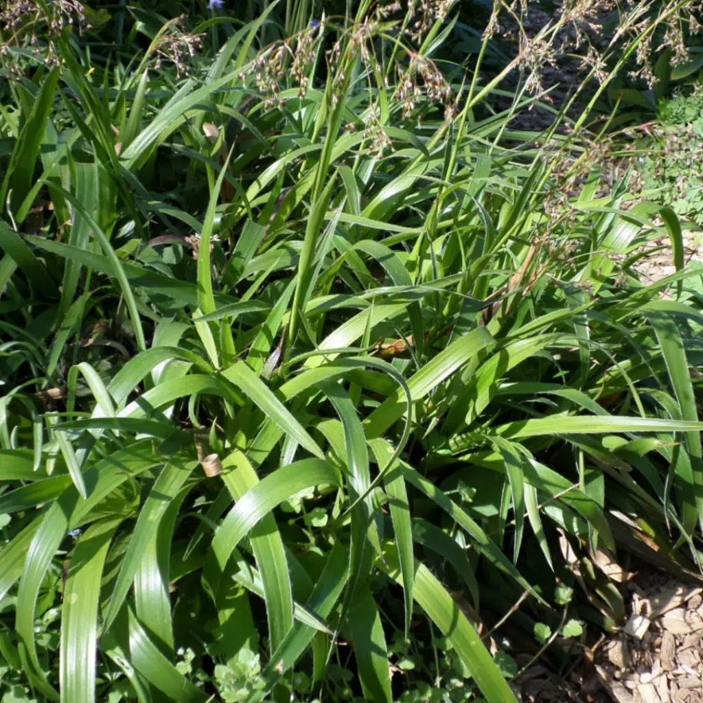 Luzula Sylvatica Starmaker (Grote Veldblies)