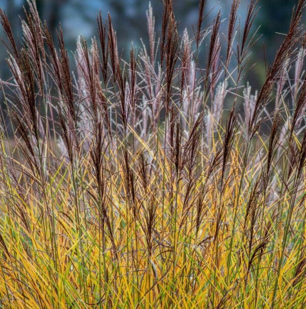 Miscanthus Sinensis Gracillimus (Prachtriet) - Afbeelding 2