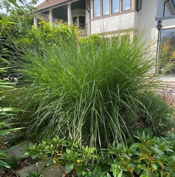 Miscanthus Sinensis Gracillimus (Prachtriet)