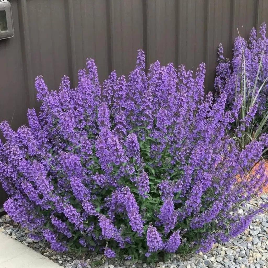 Nepeta Faassenii (Kattekruid)