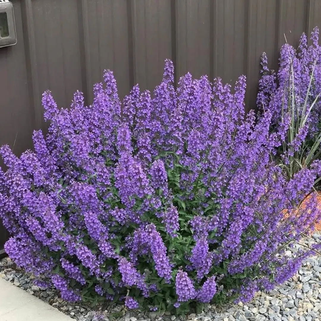 Nepeta Faassenii (Kattekruid)