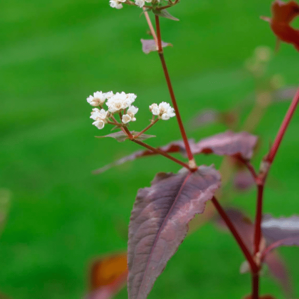 Persicaria Microcephala Red Dragon (Duizendknoop)
