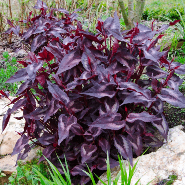 Persicaria Microcephala Red Dragon (Duizendknoop)