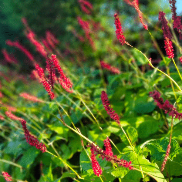 Persicaria amplexicaulis (Duizendknoop) - Afbeelding 2