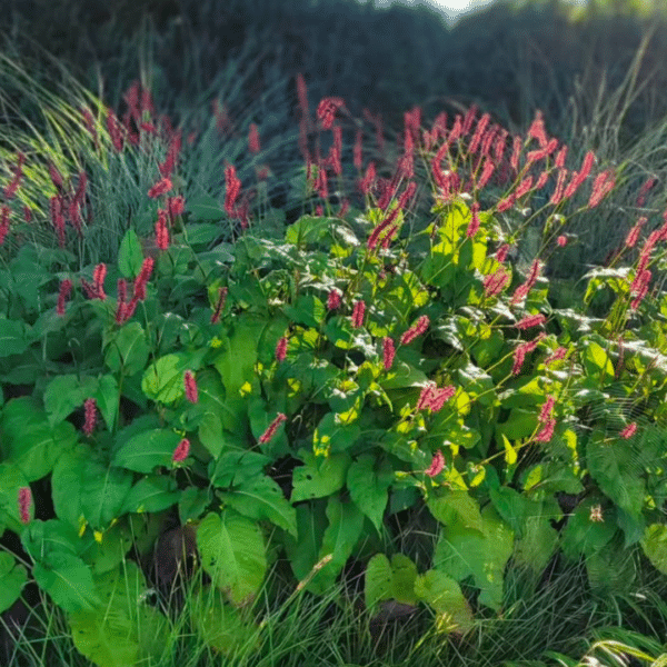 Persicaria amplexicaulis (Duizendknoop)