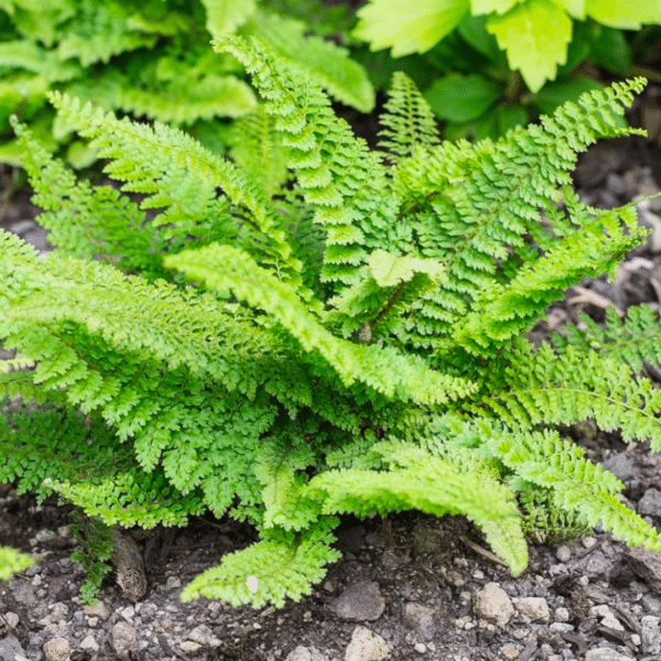 Polystichum Setiferum Proliferum (Naaldvaren)