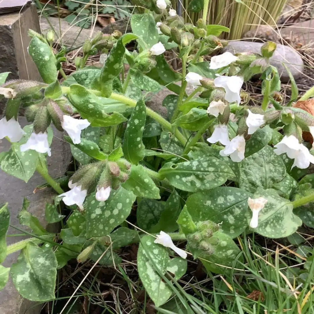 Wintergroen