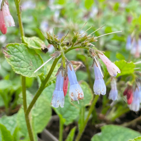Symphytum Grandiflorum Wisley Blue (Smeerwortel) - Afbeelding 2