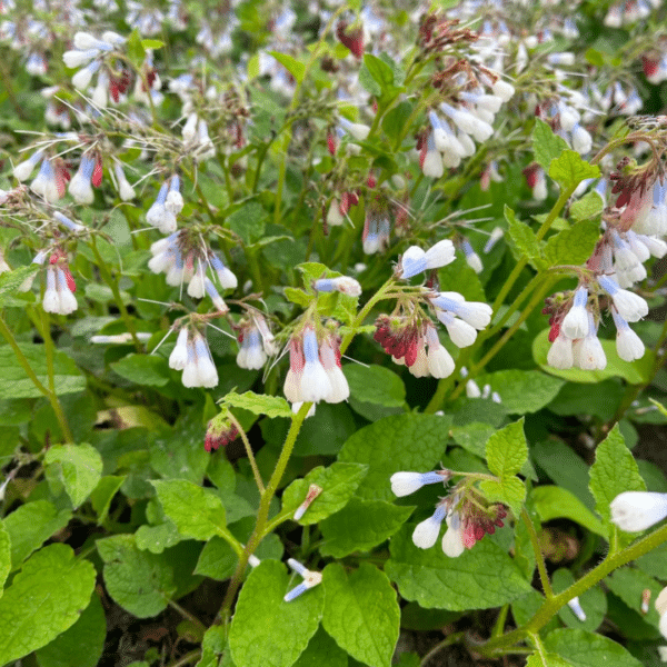 Symphytum Grandiflorum Wisley Blue (Smeerwortel)