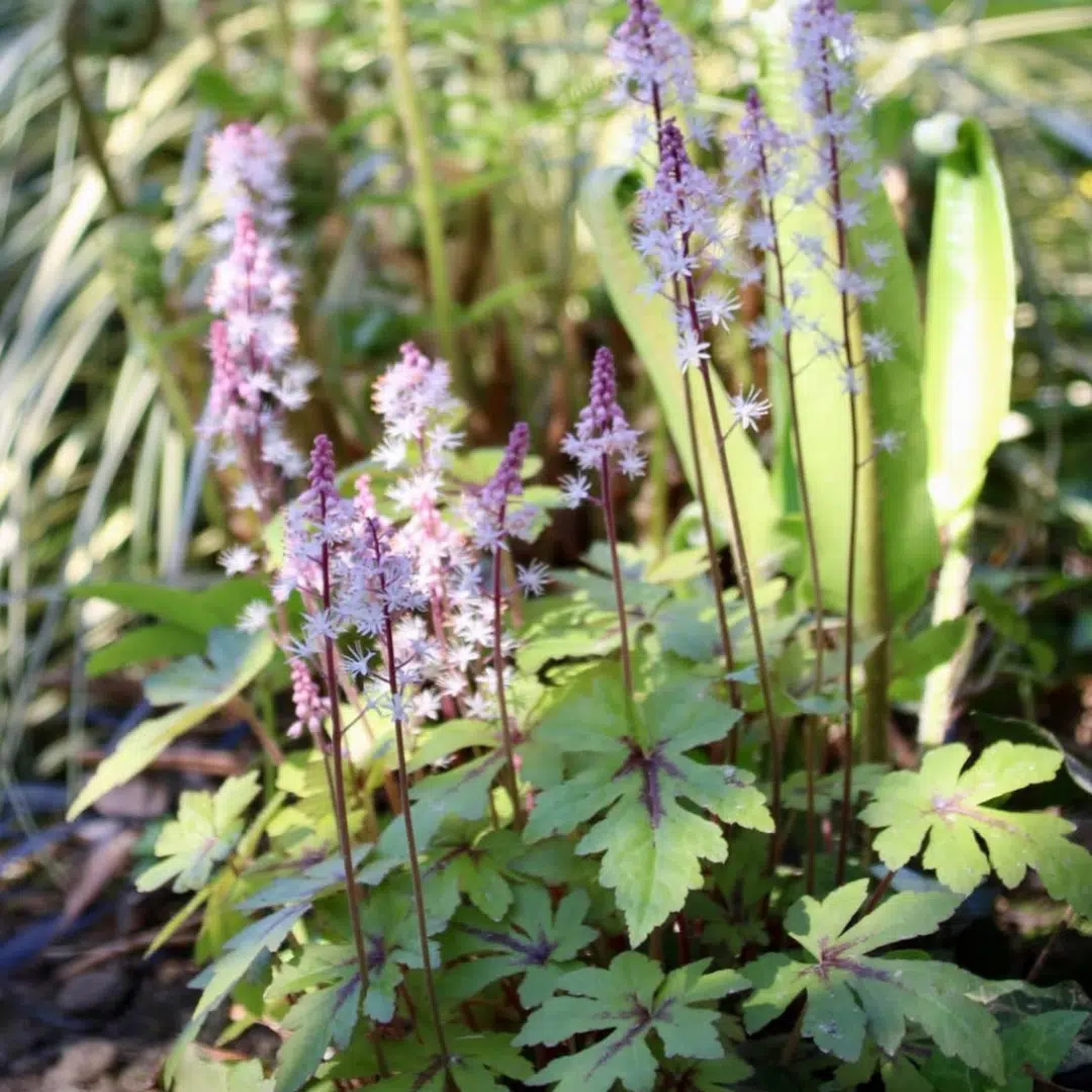 Tiarella Sugar and Spice (Schuimkaars)