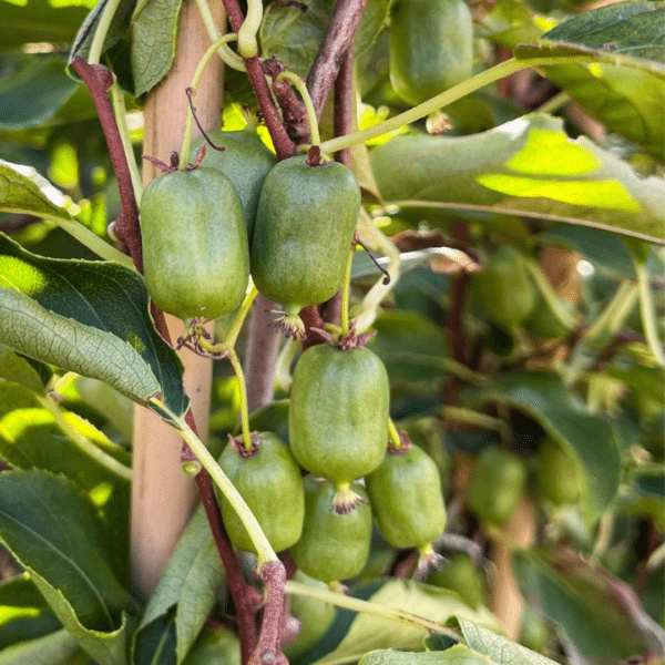 Actinidia Arguta Issai (kiwi plant)