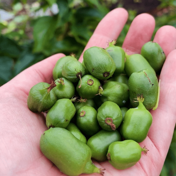 Actinidia Arguta Issai (kiwi plant)