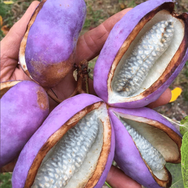 Akebia Quinata (Schijnaugurk) - Afbeelding 2