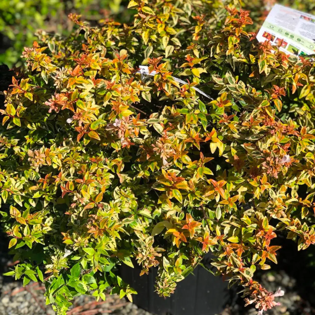 Abelia Kaleidoscope (Abelia)