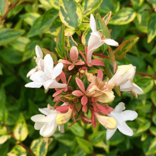 Abelia Kaleidoscope (Abelia) - Afbeelding 2