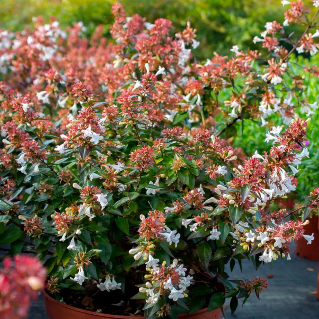 Abelia grandiflora (Abelia)