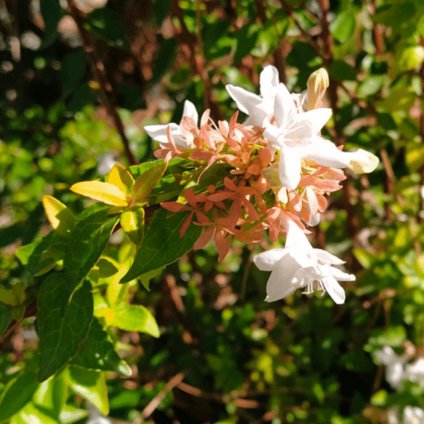 Abelia grandiflora Happy Daydream (Abelia) - Afbeelding 2