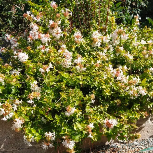 Abelia grandiflora Happy Daydream