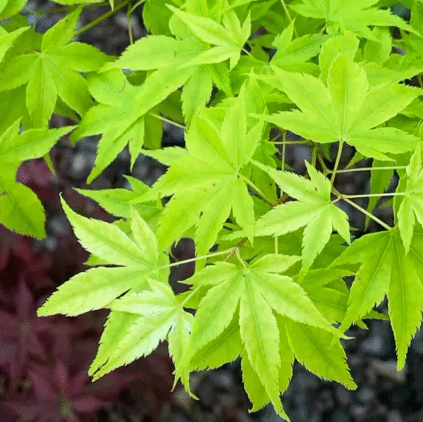 Acer pal. Aoyagi (Esdoorn) - Afbeelding 2