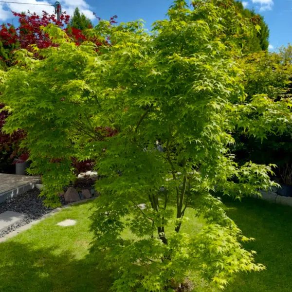 Acer pal. Aoyagi (Esdoorn)