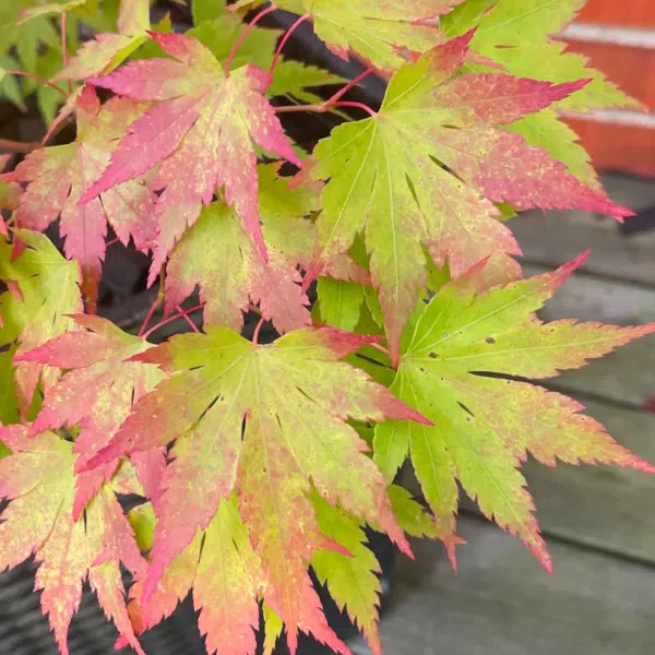Acer pal. Orange Dream (Esdoorn) - Afbeelding 2