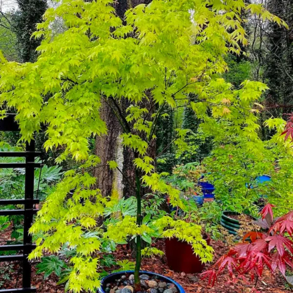Acer pal. Orange Dream (Esdoorn)