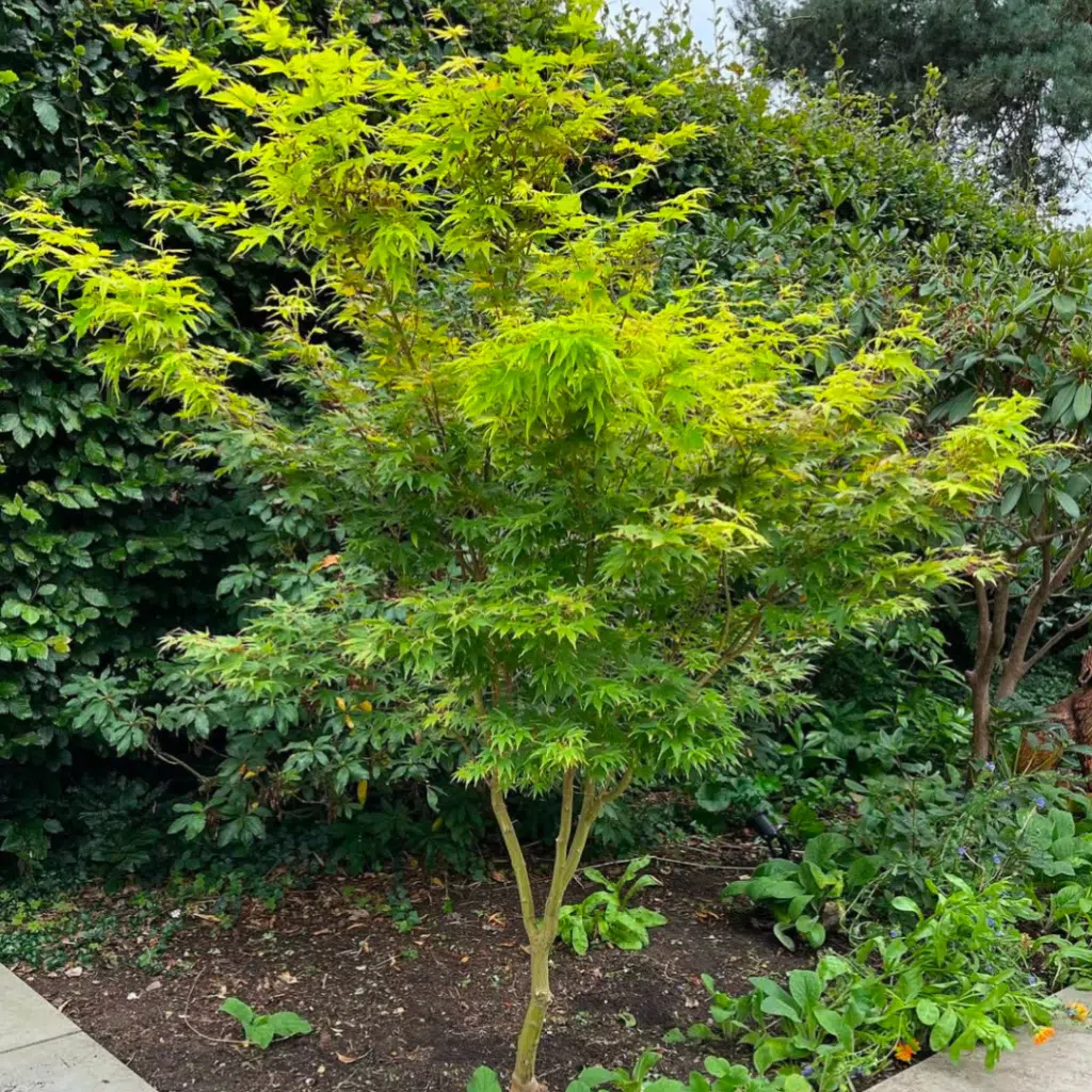 Acer pal. Sangokaku (Esdoorn)