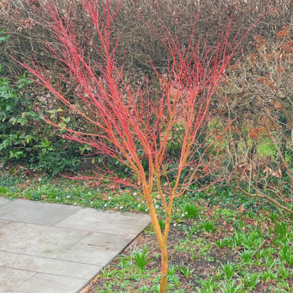 Acer pal. Sangokaku (Esdoorn) - Afbeelding 2