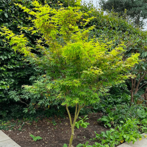 Acer pal. Sangokaku (Esdoorn)