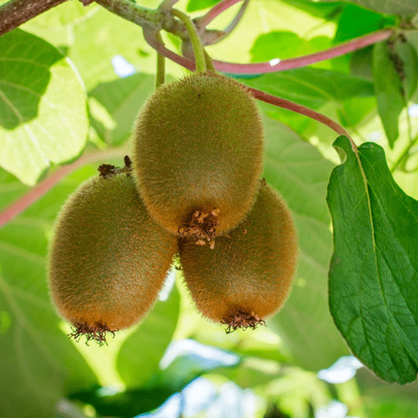 Actinidia Deliciosa Jenny (Kiwiplant) - Afbeelding 2