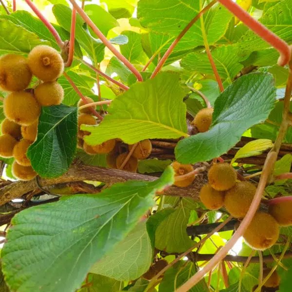 Actinidia deliciosa Jenny (Kiwiplant)