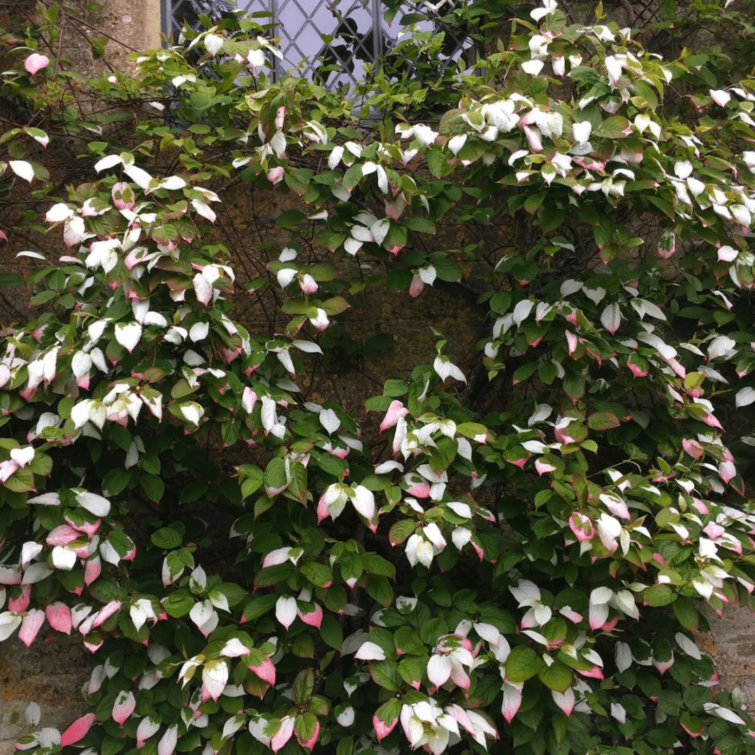Actinidia Kolomikta (Kiwiplant) - Afbeelding 2