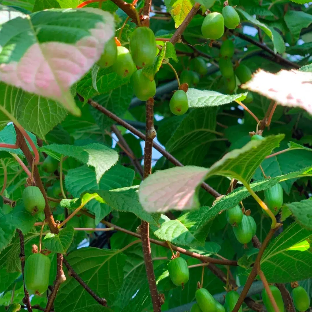 Actinidia kolomikta (Kiwi plant)