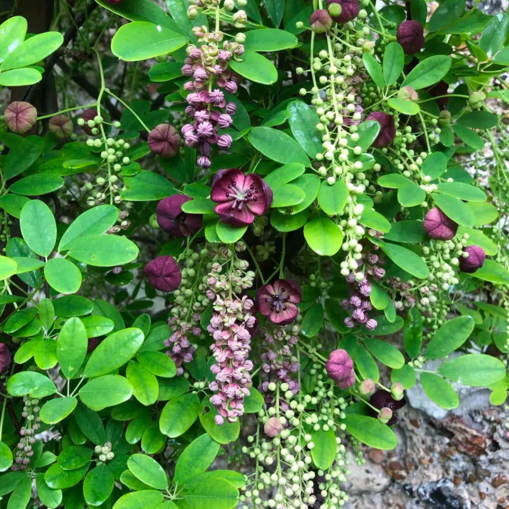 Akebia Quinata (Schijnaugurk)