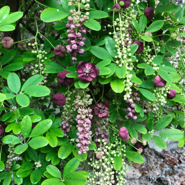 Akebia Quinata (Schijnaugurk)