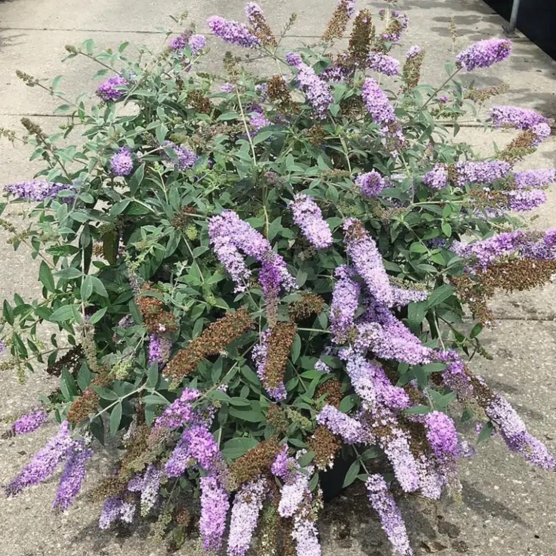 Buddleja Blue Chip (Vlinderstruik)
