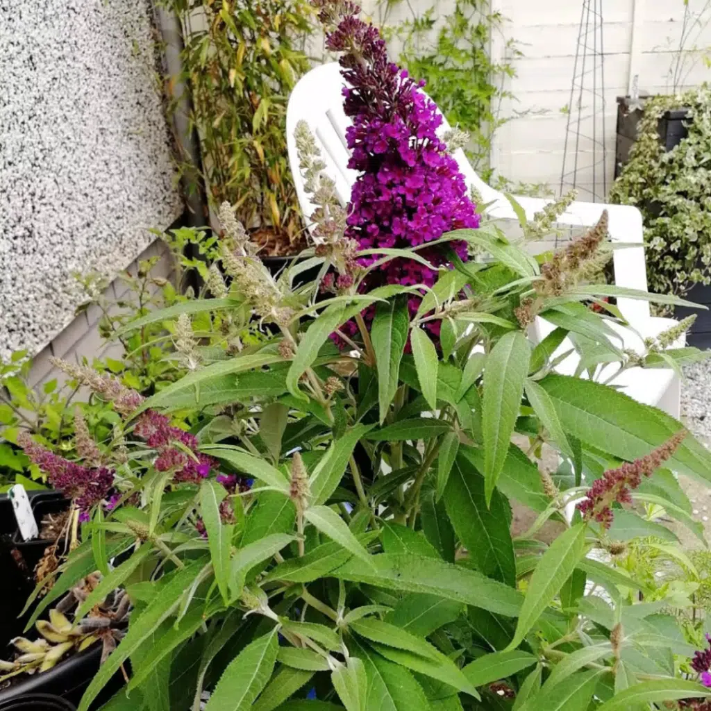 Buddleja D Butt Candy Little Purple (Vlinderstruik)