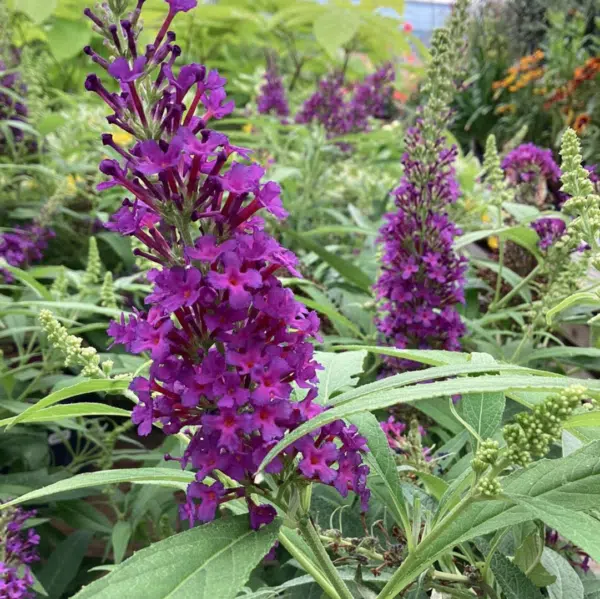 Buddleja D Butt Candy Little Purple (Vlinderstruik) - Afbeelding 2