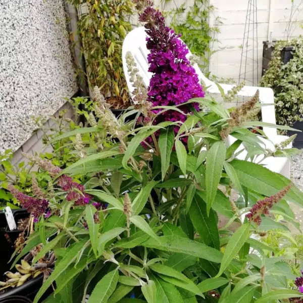 Buddleja D Butt Candy Little Purple (Vlinderstruik)