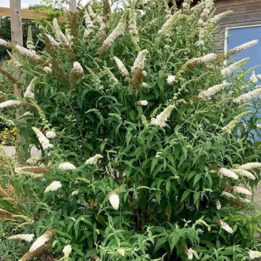 Buddleja Dav White Profusion (Vlinderstruik)