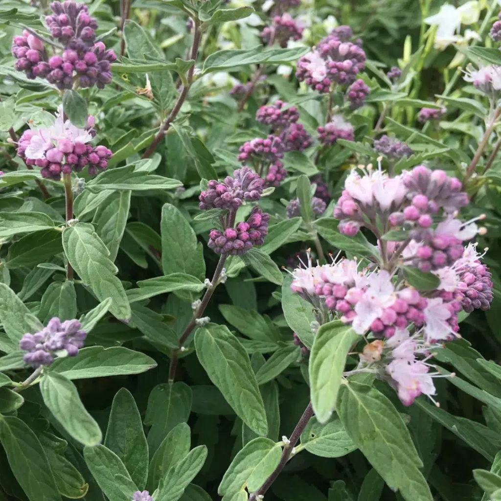 Caryopteris Stephi Lissteph (Baardbloem)