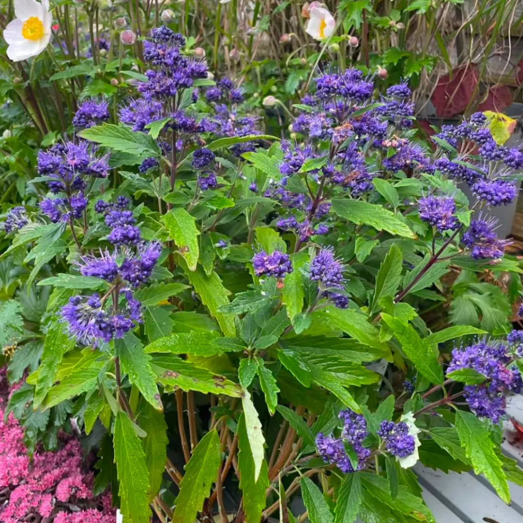 Caryopteris cland. Grand Bleu (blauwbaard)