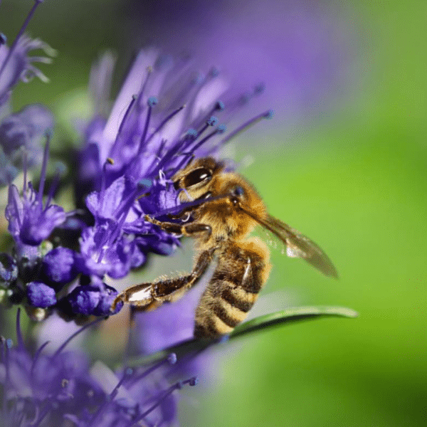 Caryopteris cland. Grand Bleu (blauwbaard) - Afbeelding 2