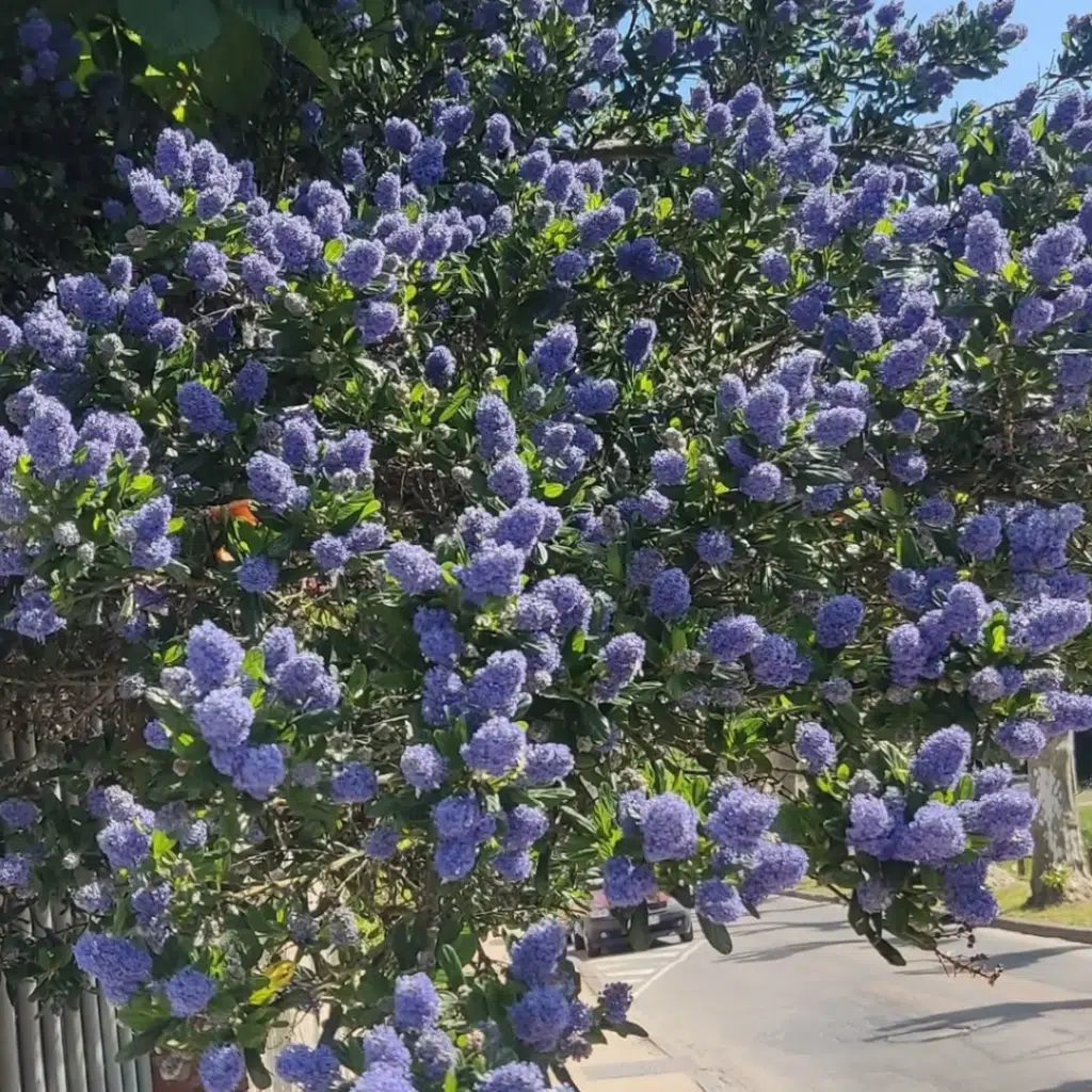 Ceanothus Impressus Victoria (Amerikaanse sering)