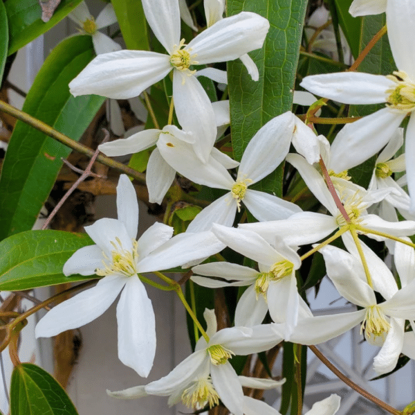 Clematis Armandii (Bosrank) - Afbeelding 2