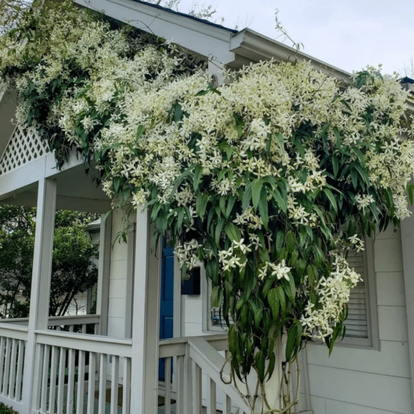 Clematis Armandii (Bosrank)