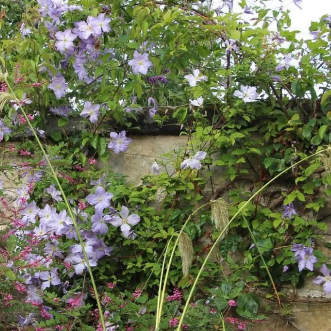 Clematis Blekitny Aniol Blue Angel (Bosrank)