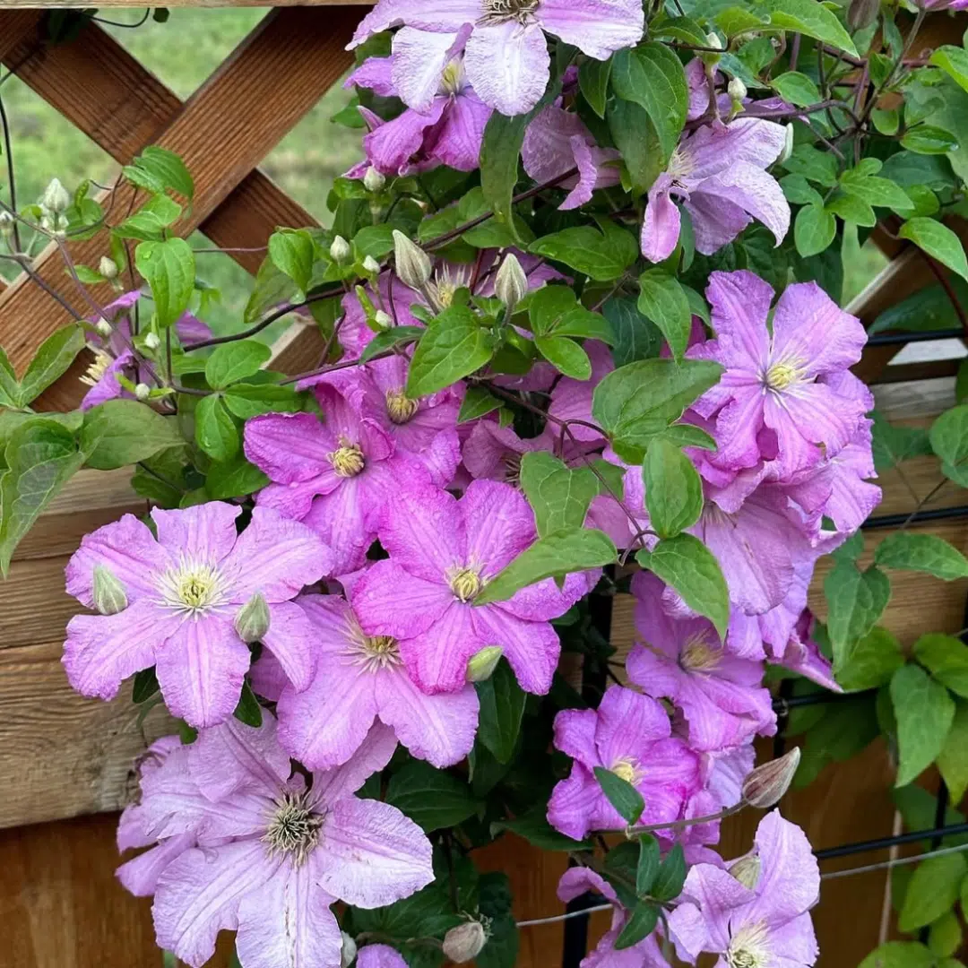 Clematis Comtesse de Bouchard (Bosrank)