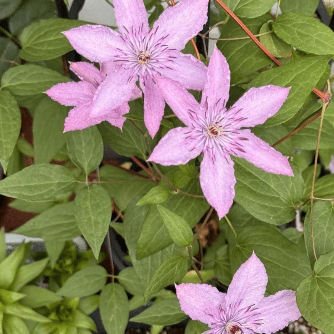 Clematis Hagley Hybrid (Bosrank)
