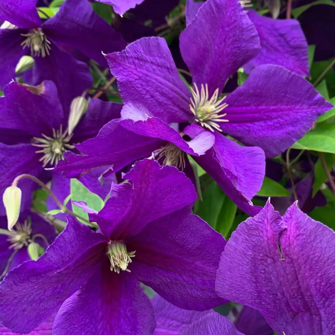 Clematis Jackmanii (Bosrank) - Afbeelding 2
